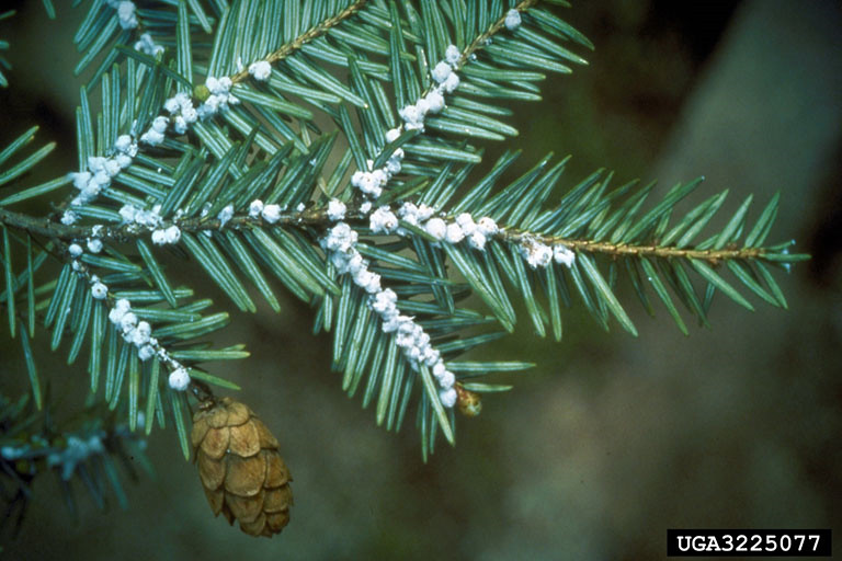 Hemlock Woolly Adelgid: The Tiny Terror of Ancient Forests (image credits: flickr)