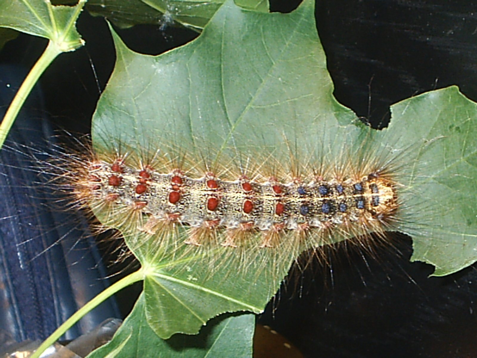 Gypsy Moth: The Leaf-Stripping Cyclone (image credits: wikimedia)