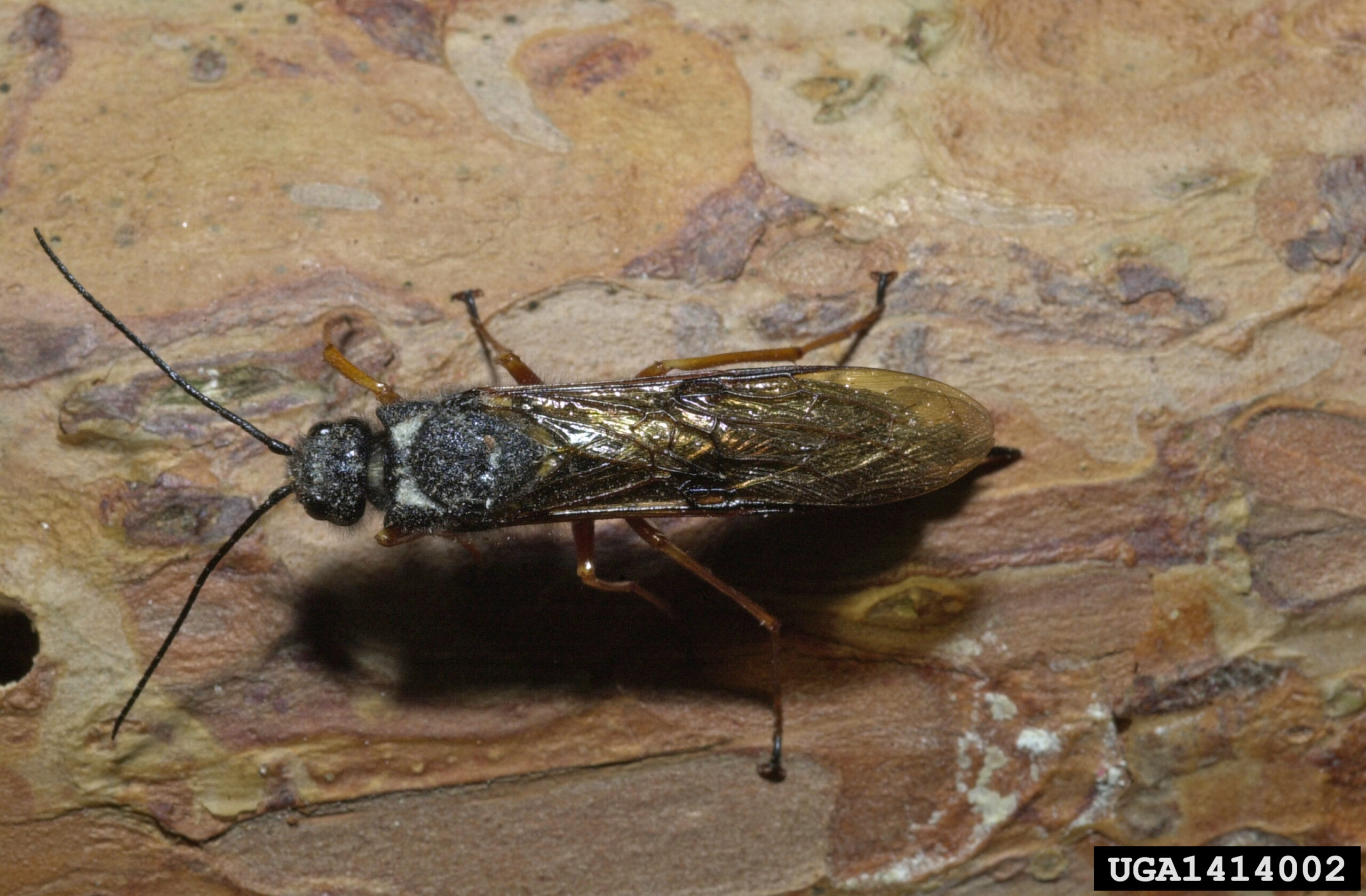 Sirex Woodwasp: The Pine Forest Phantom (image credits: wikimedia)