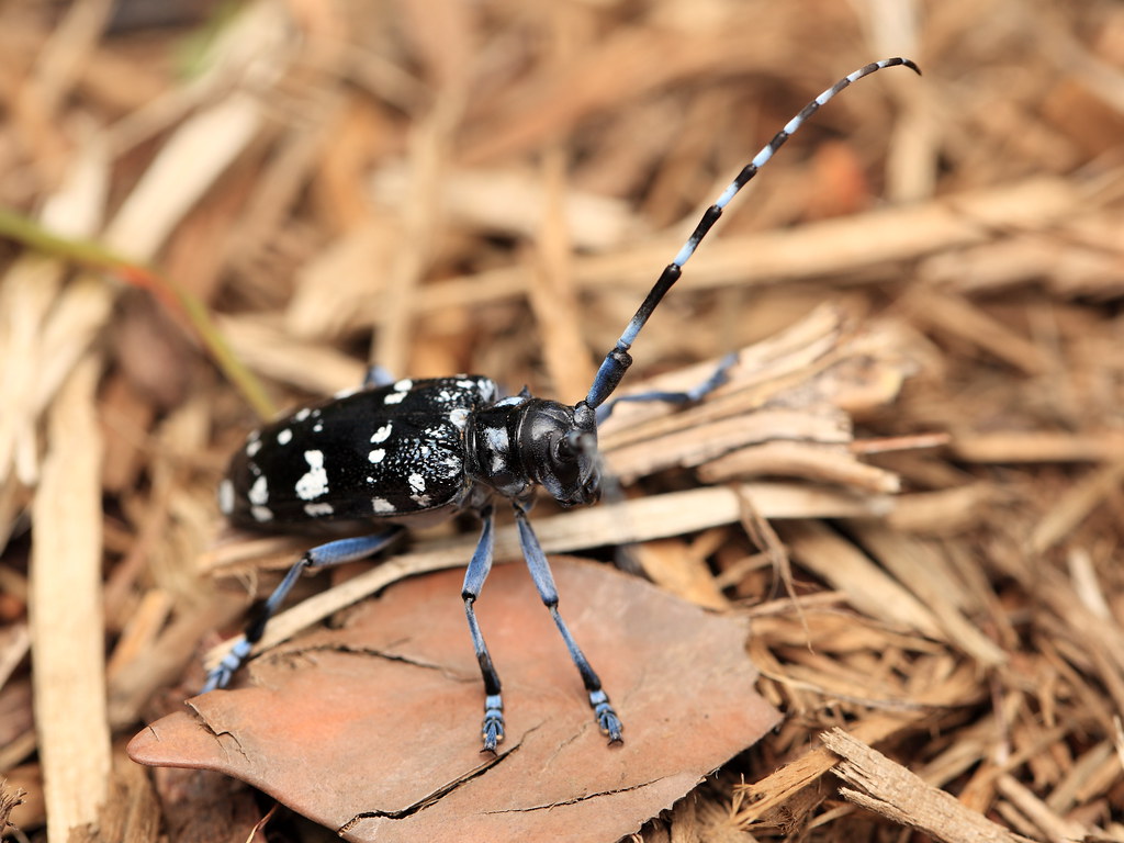 Citrus Longhorned Beetle: The Urban Tree Nemesis (image credits: flickr)