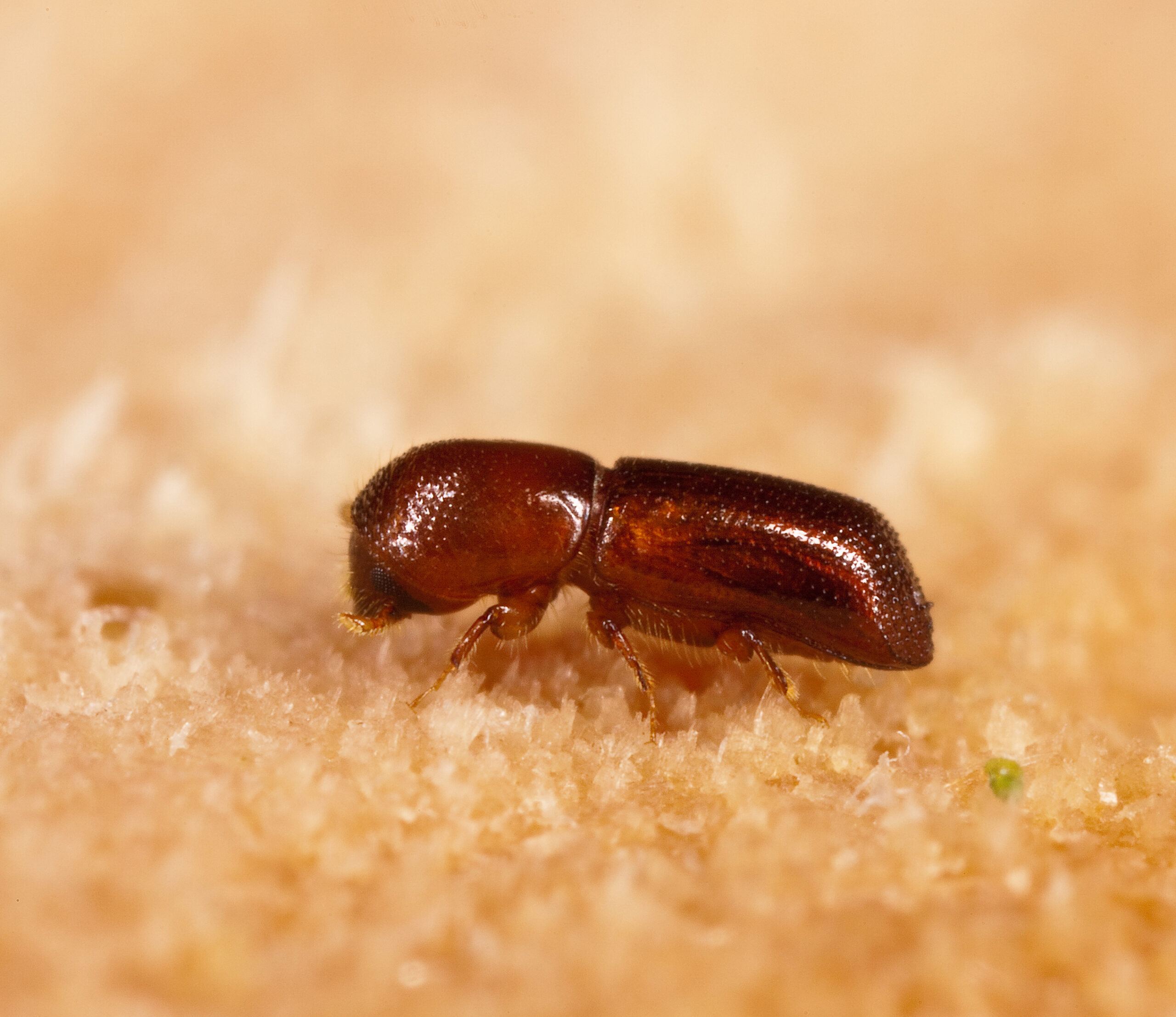 Redbay Ambrosia Beetle: The Fungal Farmer's Deadly Harvest (image credits: wikimedia)