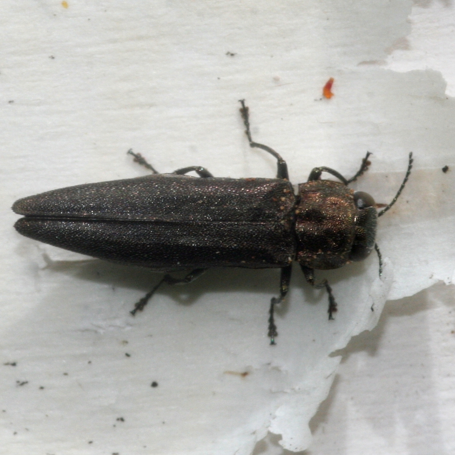 Emerald Ash Borer's Cousin: The Bronze Birch Borer (image credits: wikimedia)