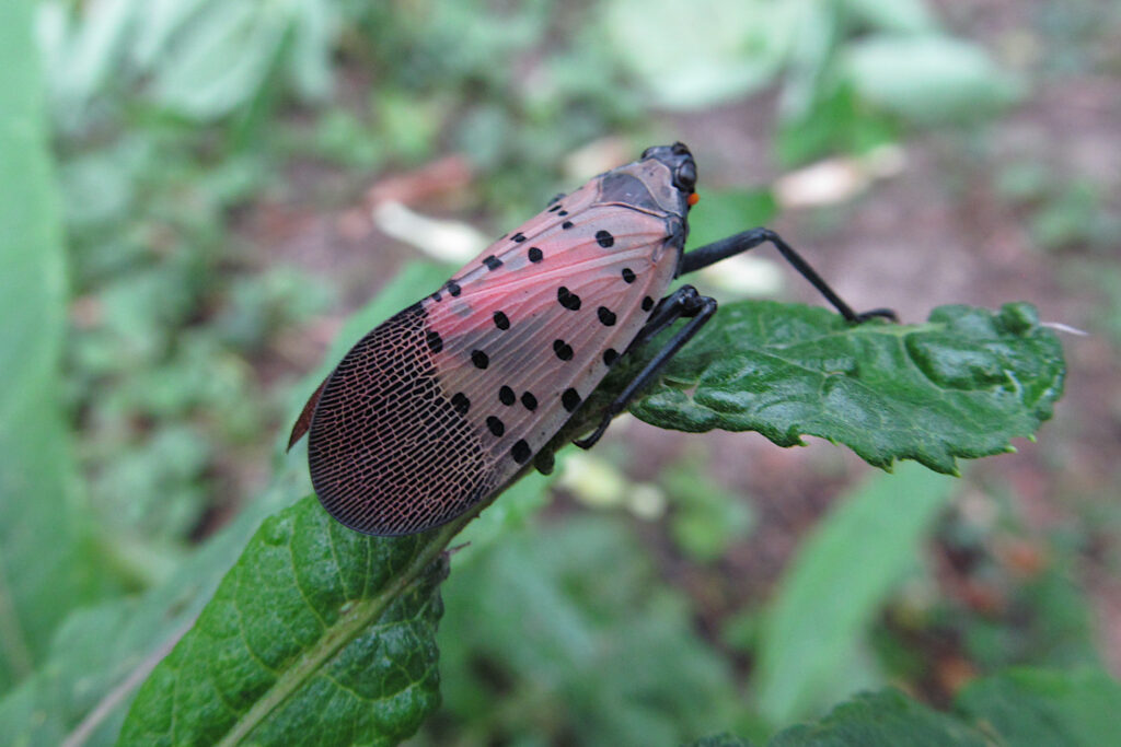 10 Invasive Insects You Might Not Know Are Already in the U.S.