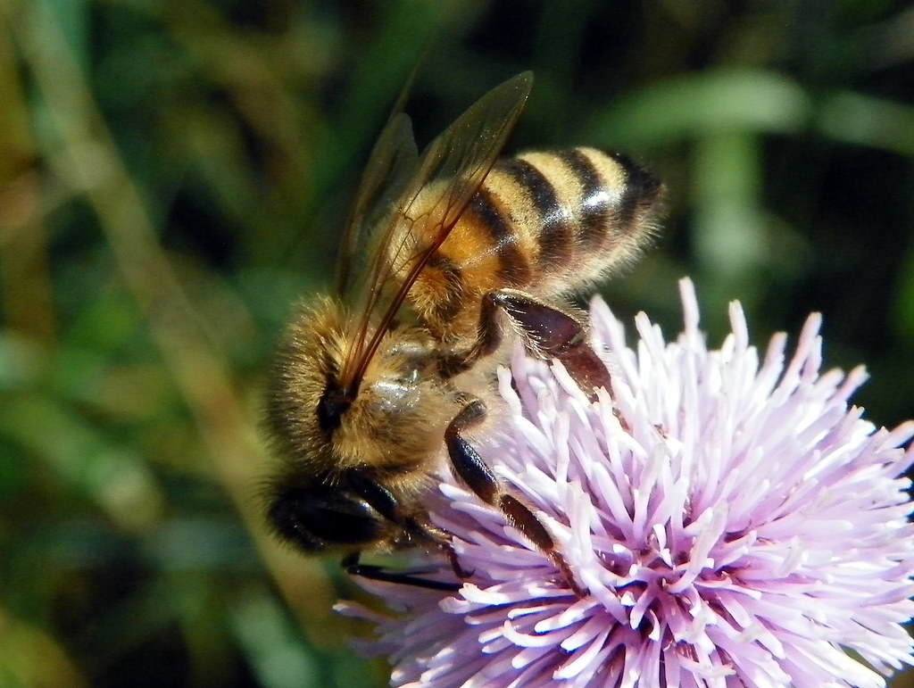 Gravity's Absence: How Weightlessness Affects Insect Behavior (image credits: flickr)