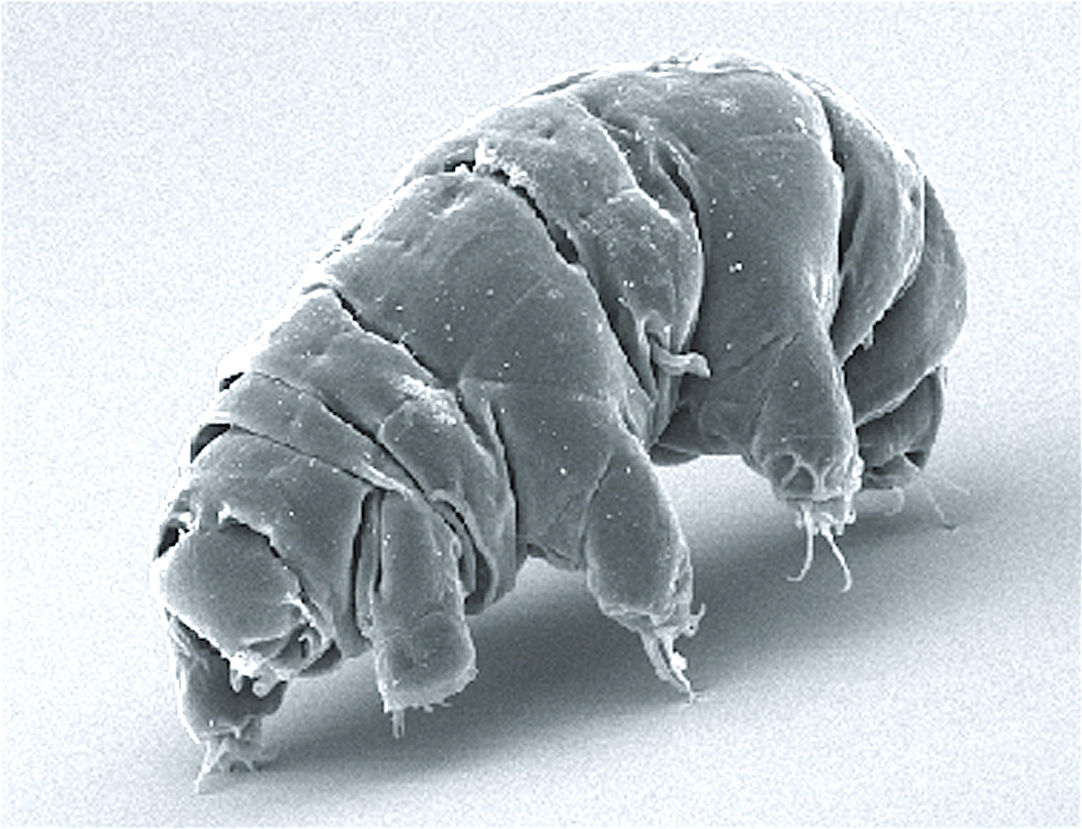 Radiation Resistance: Lessons from Hardy Space Bugs (image credits: Schokraie E, Warnken U, Hotz-Wagenblatt A, Grohme MA, Hengherr S, et al. (2012) Comparative proteome analysis of Milnesium tardigradum in early embryonic state versus adults in active and anhydrobiotic state. PLoS ONE 7(9): e45682. doi:10.1371/journal.pone.0045682, CC BY 2.5, https://commons.wikimedia.org/w/index.php?curid=22716809)