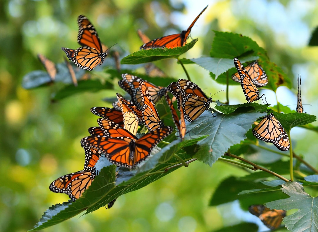 Navigation Without a North Star: How Insects Find Their Way (image credits: unsplash)