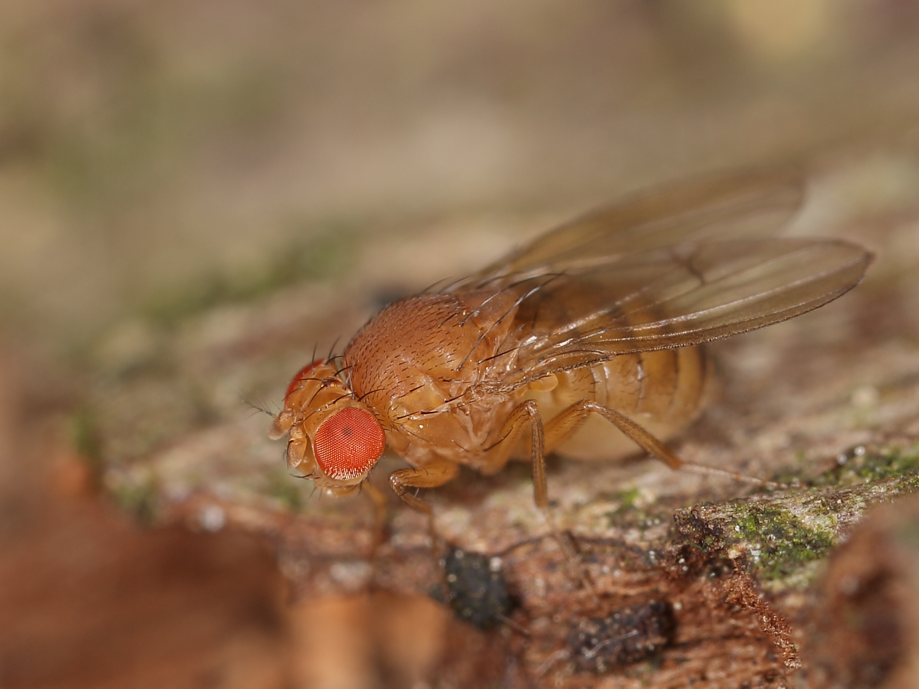 Immune System Responses: Fighting Disease in Space (image credits: Große Essigfliege - Drosophila funebris ?, CC BY-SA 2.0, https://commons.wikimedia.org/w/index.php?curid=38663211)