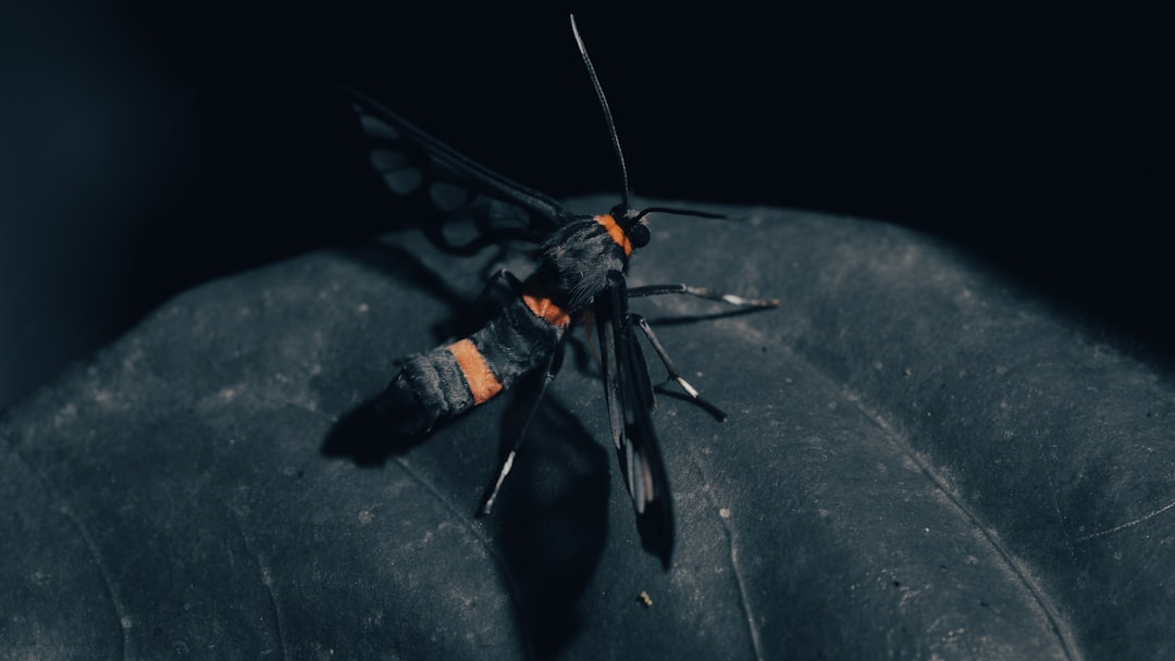 Future Missions: Insects as Planetary Explorers (image credits: unsplash)
