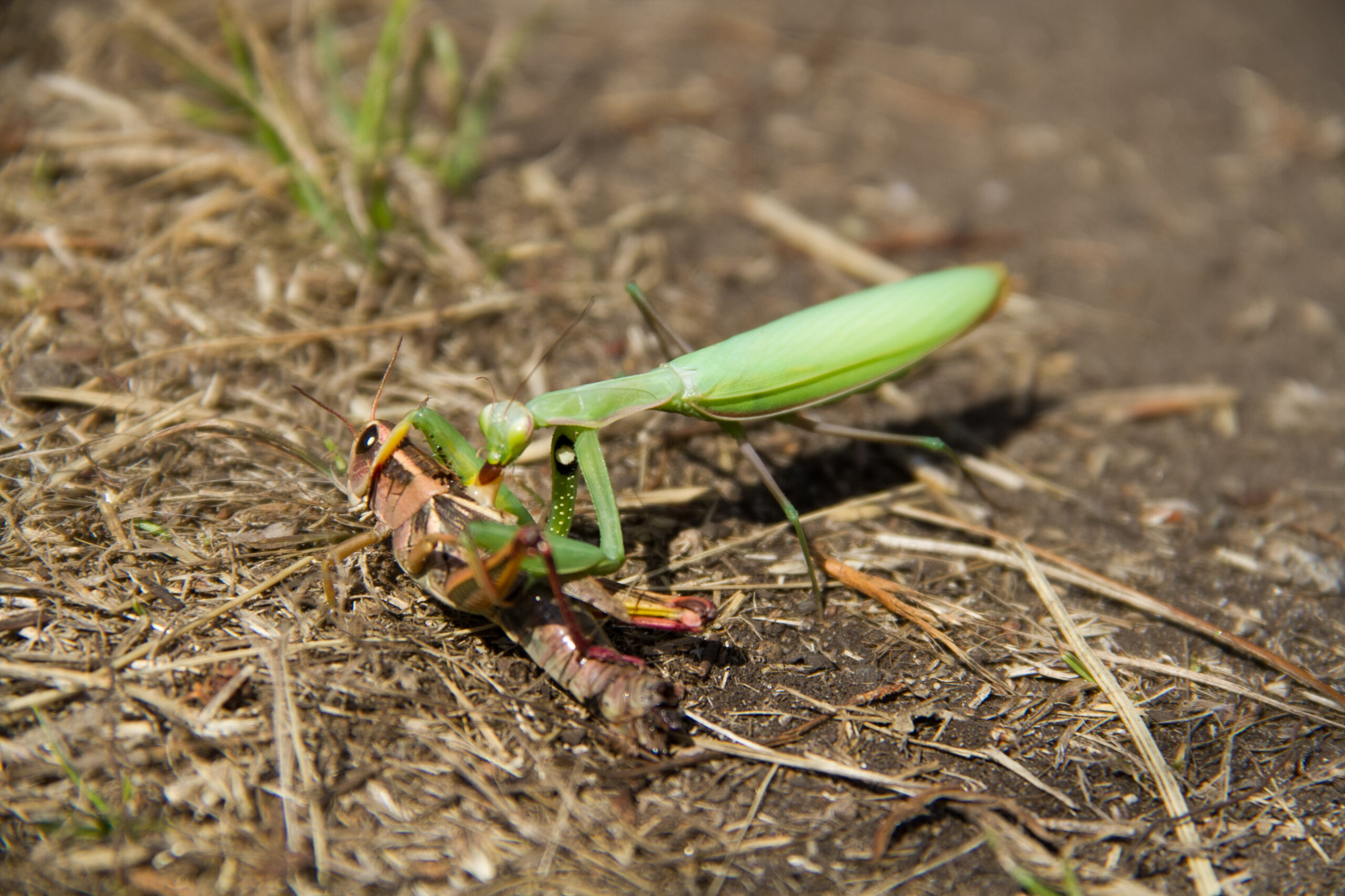 The Praying Mantis: Nature's Perfect Predator (image credits: wikimedia)