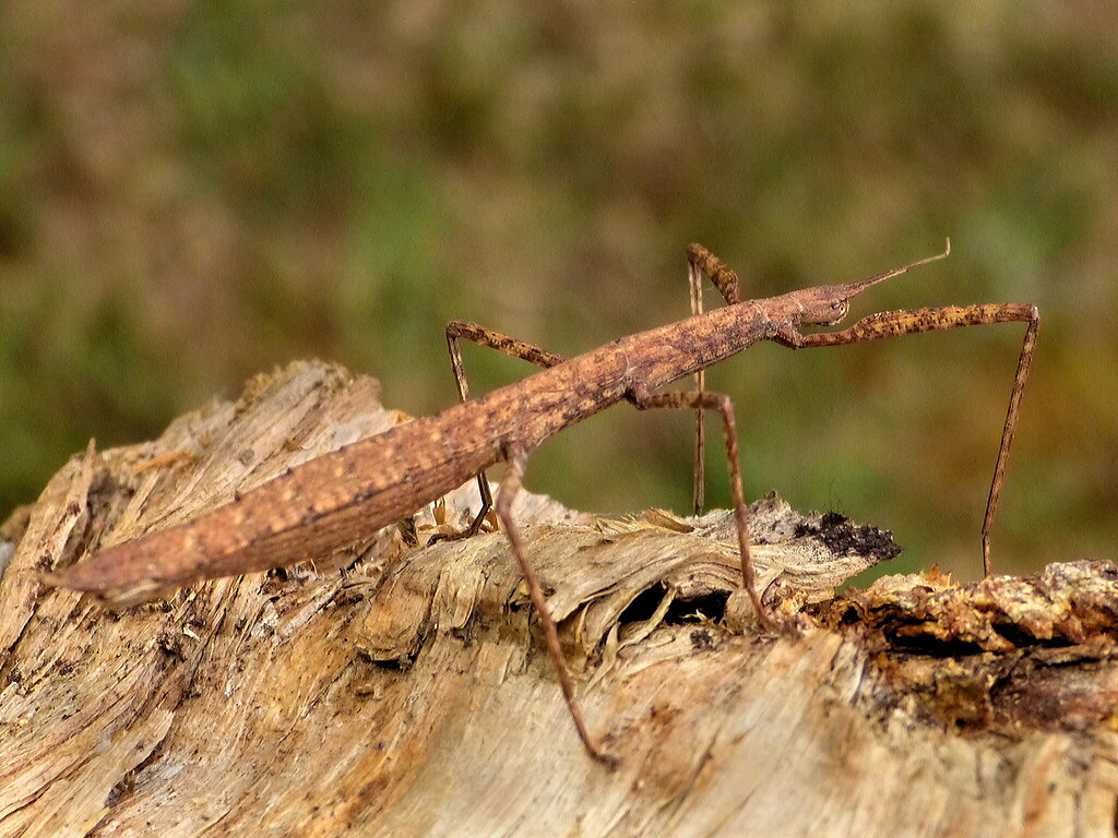 Stick Insects: Masters of Deception (image credits: flickr)