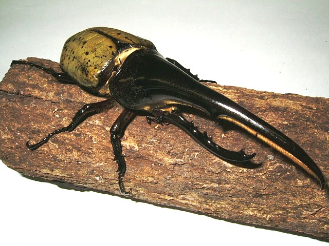 Hercules Beetles: Armored Titans from Another World (image credits: wikimedia)
