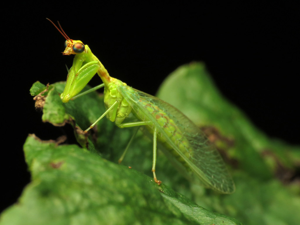 Praying Mantisfly: The Hybrid Nightmare (image credits: flickr)