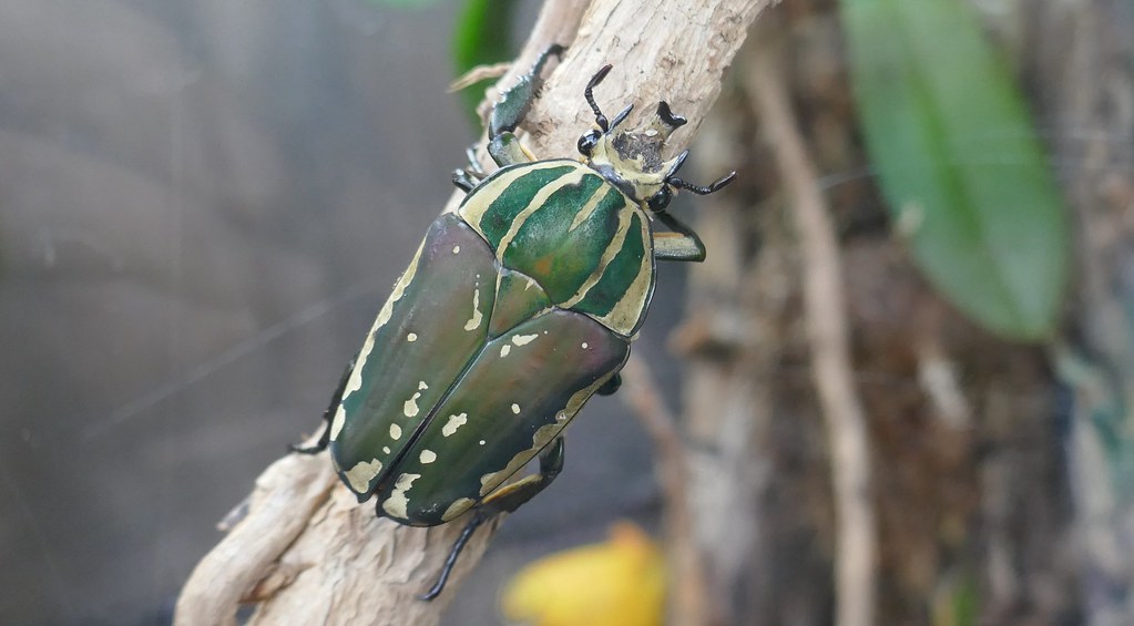Goliath Beetle: The Gentle Giant from Space (image credits: flickr)
