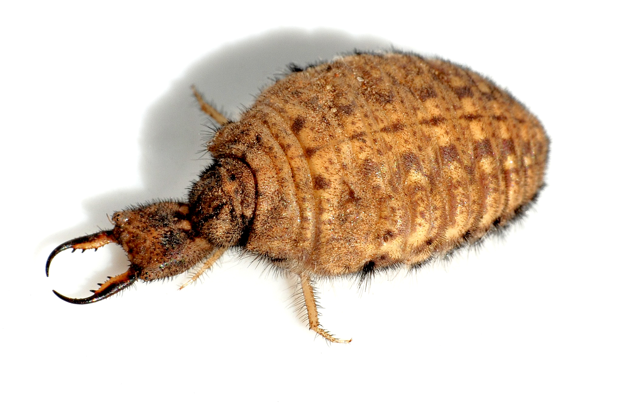 Antlion: The Desert Alien Engineer (image credits: wikimedia)