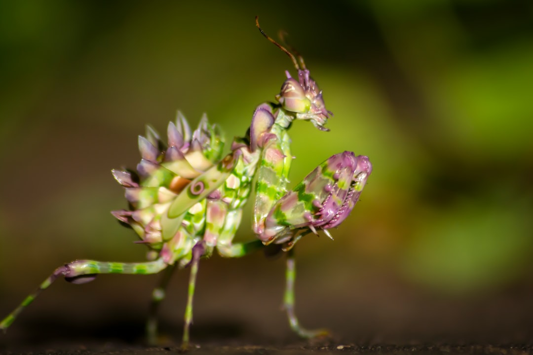 Flower Mantis: The Alien Master of Disguise (image credits: unsplash)