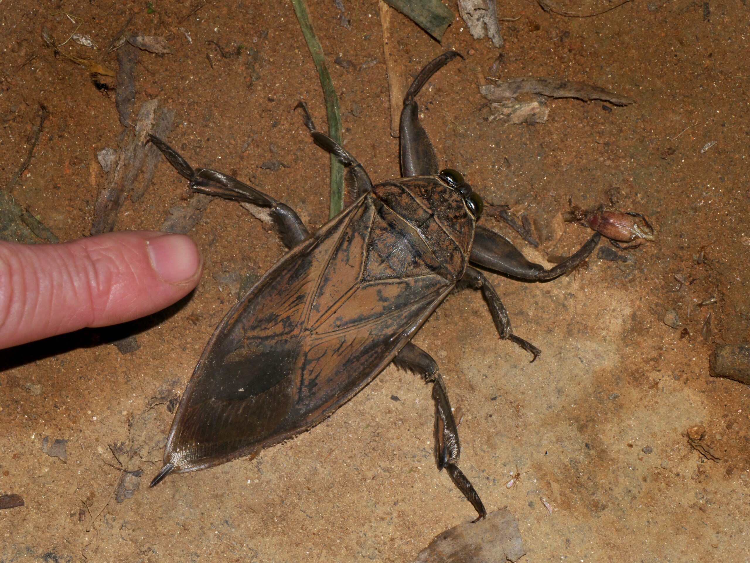Giant Water Bug: The Alien Aquanaut (image credits: wikimedia)