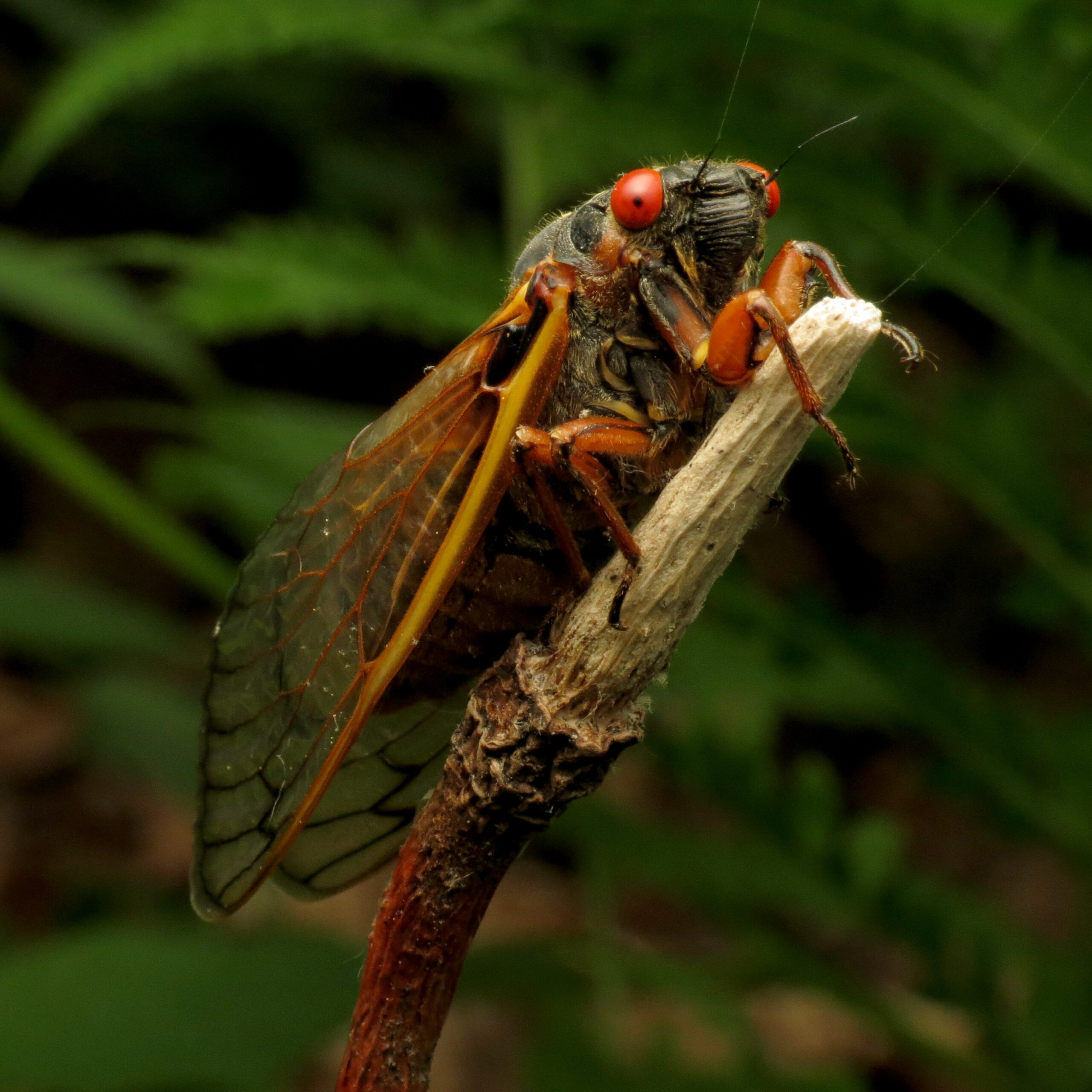 Cicada: The Alien Time Traveler (image credits: wikimedia)