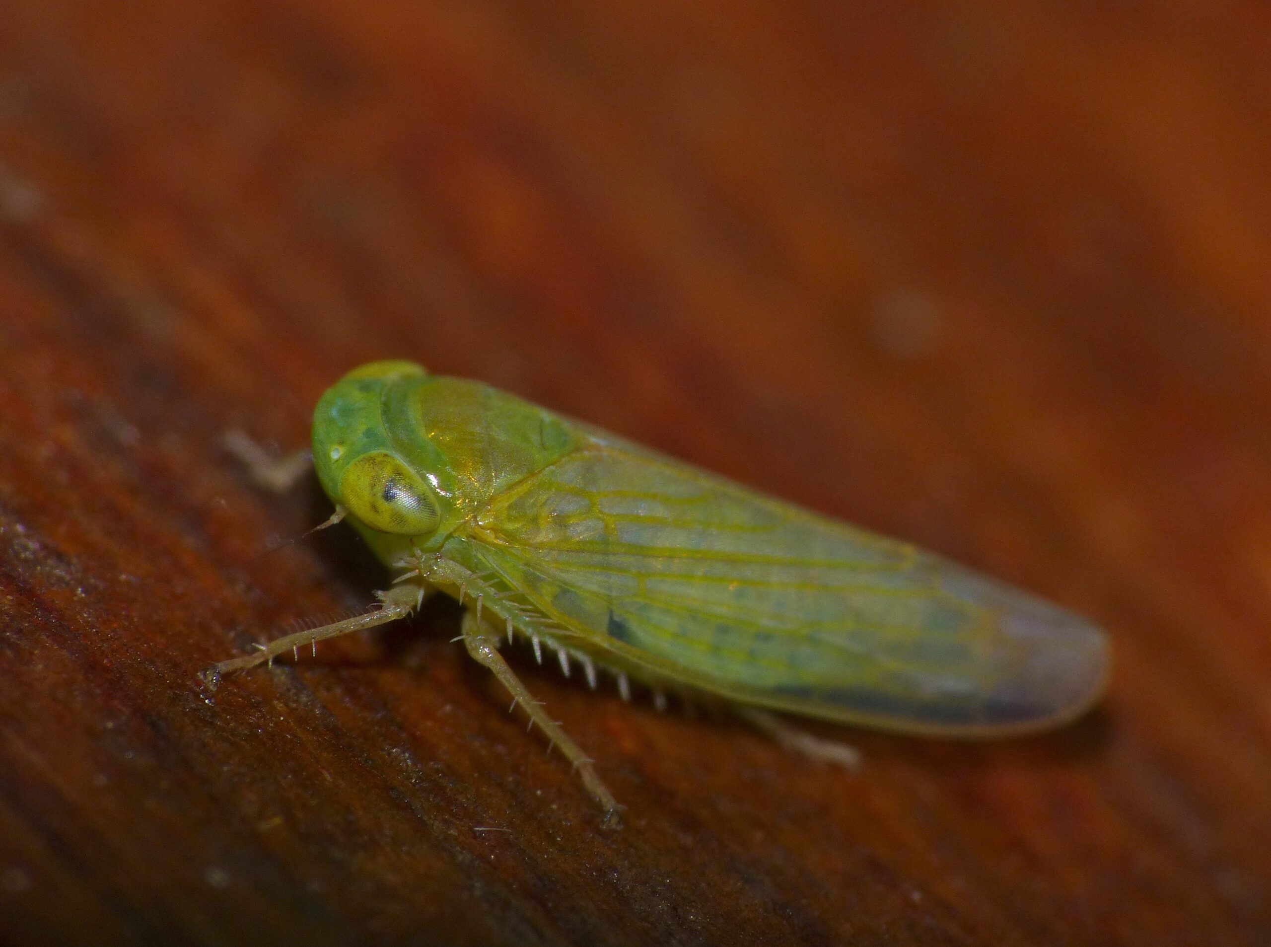 Leafhopper: The Alien Acrobat (image credits: wikimedia)