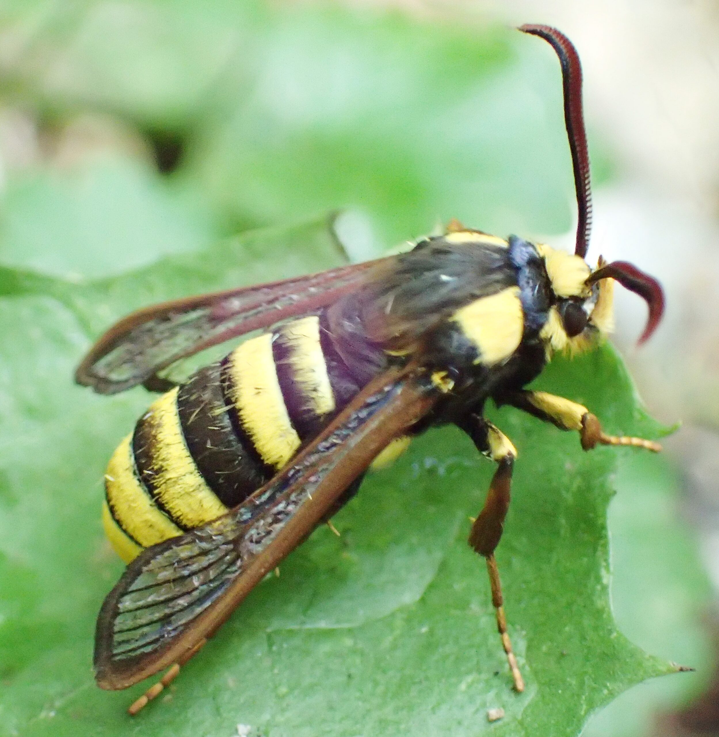 The Ultimate Copycat of the Insect World (image credits: wikimedia)