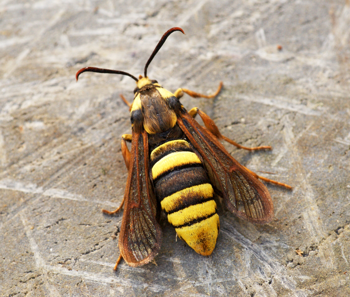 Anatomy of a Master Disguise (image credits: wikimedia)