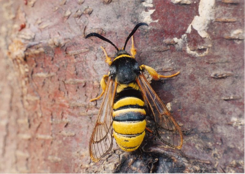 The Science Behind the Scare (image credits: wikimedia)