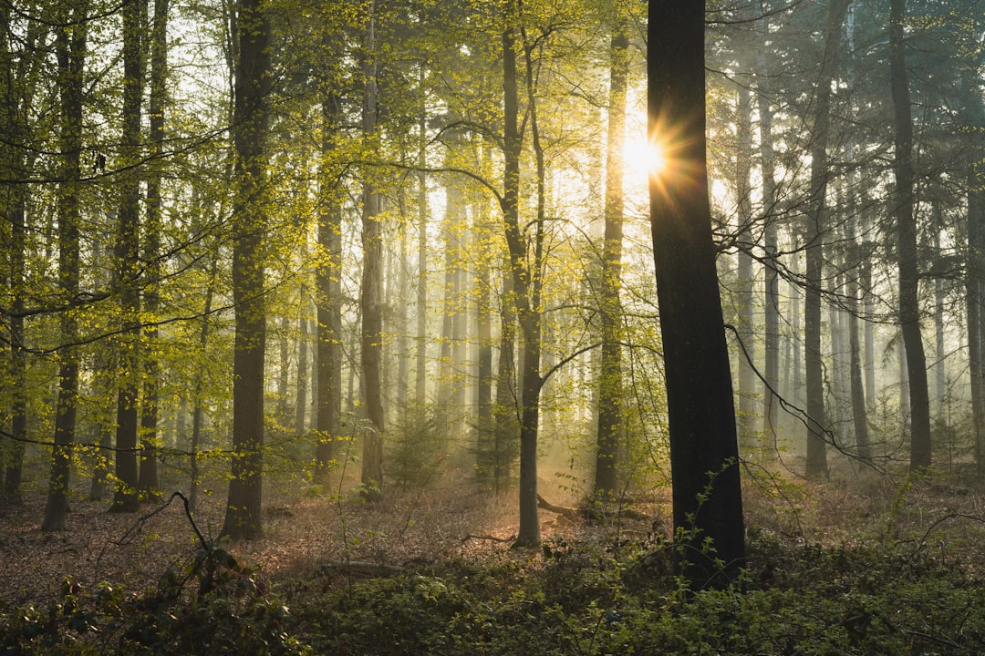 Habitat and Distribution Secrets (image credits: unsplash)