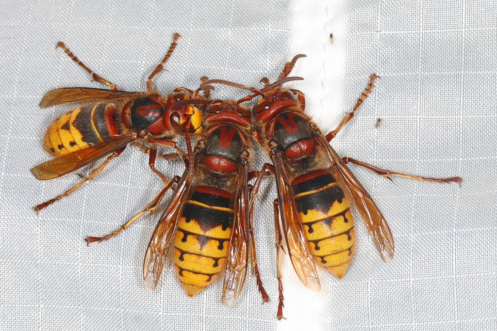 The Hornet Model They're Copying (image credits: flickr)
