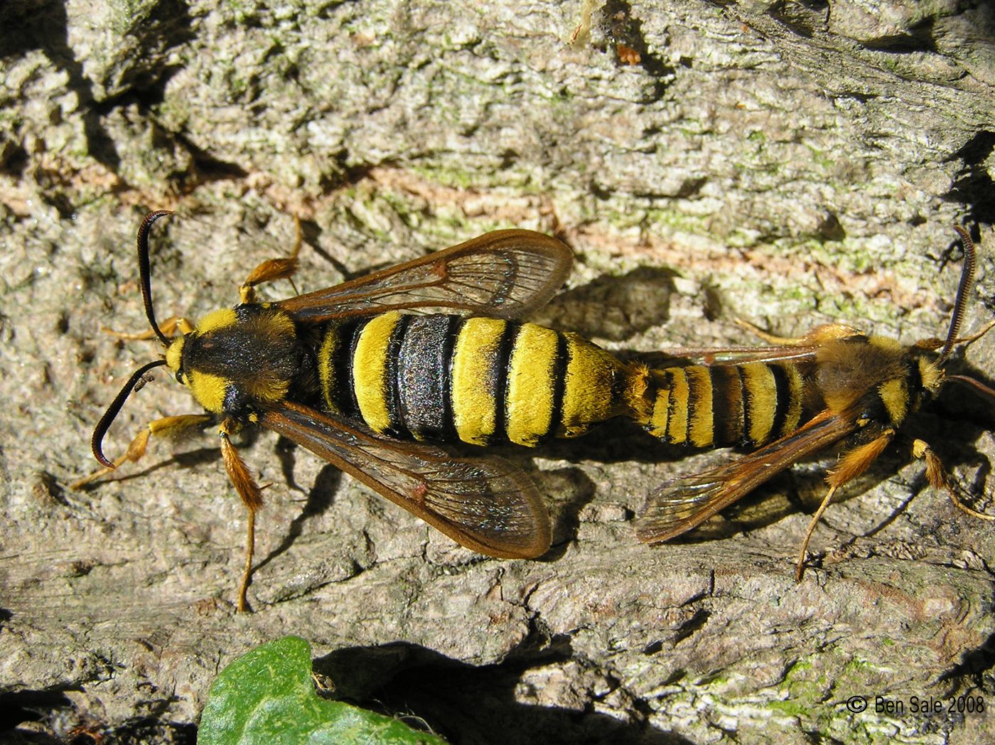 Evolutionary Arms Race (image credits: [0370] Hornet Moth (Sesia apiformis), CC BY 2.0, https://commons.wikimedia.org/w/index.php?curid=46076576)
