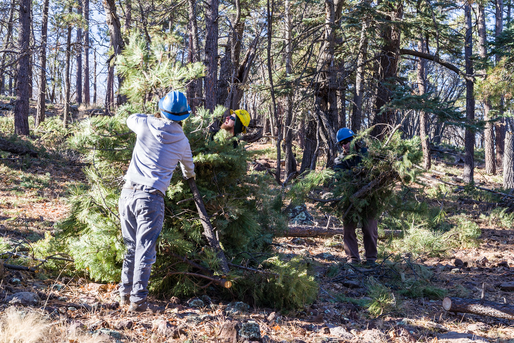 Conservation Challenges and Threats (image credits: flickr)