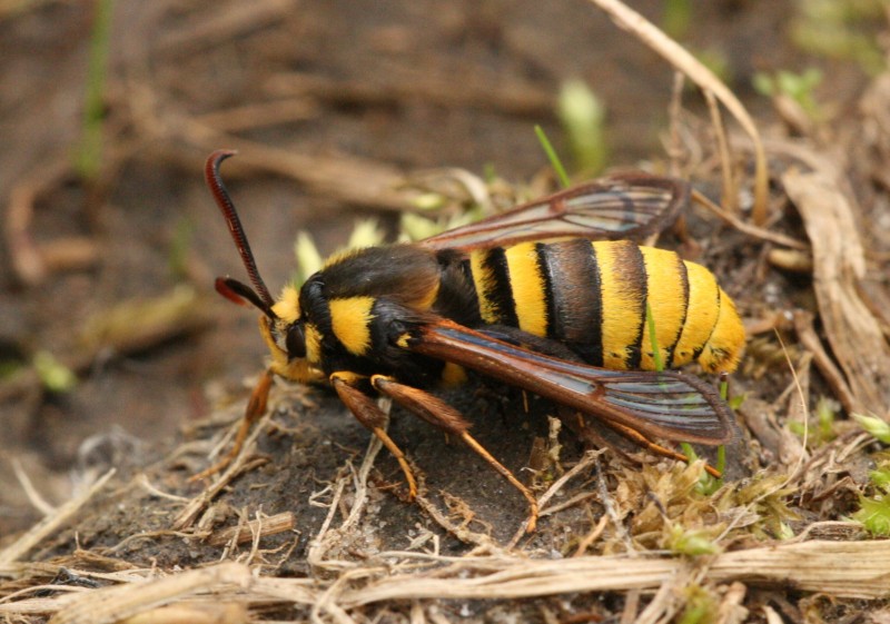 No Sting, No Problem: How Hornet Moths Fool Predators With Style