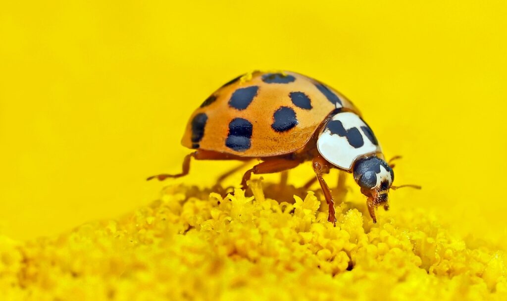 When Good Bugs Go Rogue: How Asian Lady Beetles Turned Invasive