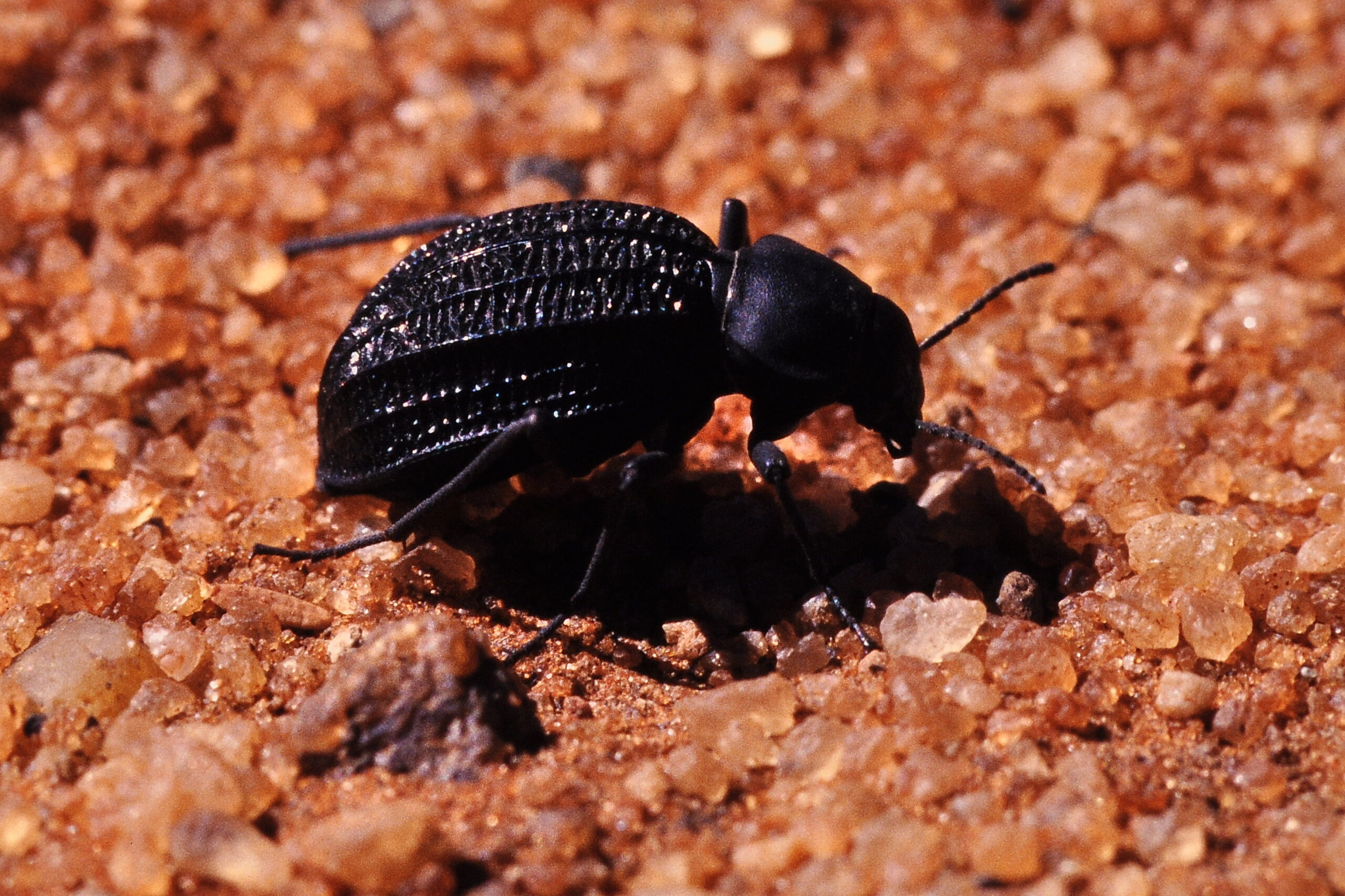 The Namib Desert's Harsh Reality (image credits: wikimedia)