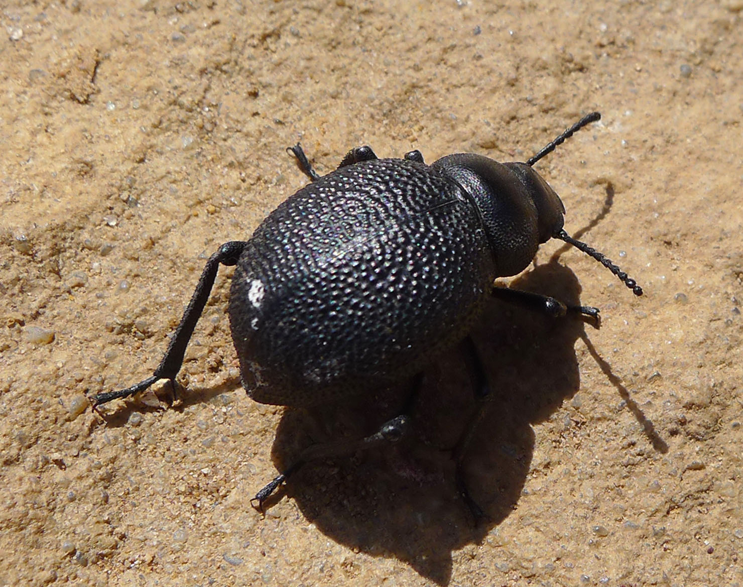 Conclusion (image credits: Darkling Beetle?. Tenebrionidae, CC BY 2.0, https://commons.wikimedia.org/w/index.php?curid=49986616)