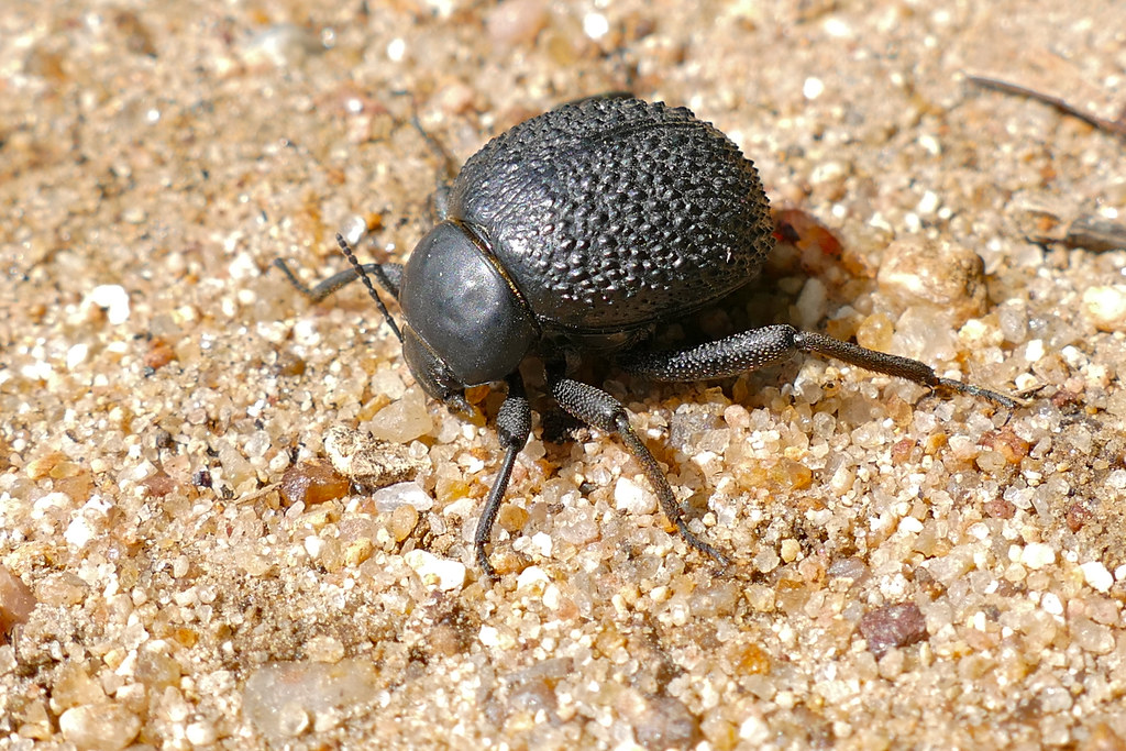 How a Desert Beetle Drinks Fog Off Its Back to Stay Alive