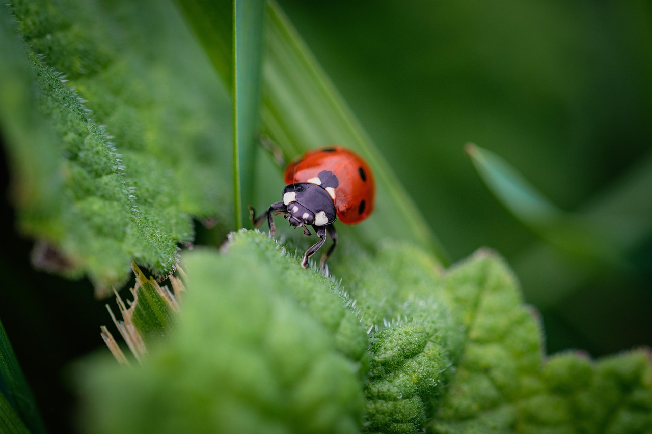 Surface Area Physics Made Small Bodies Superior (image credits: pixabay)