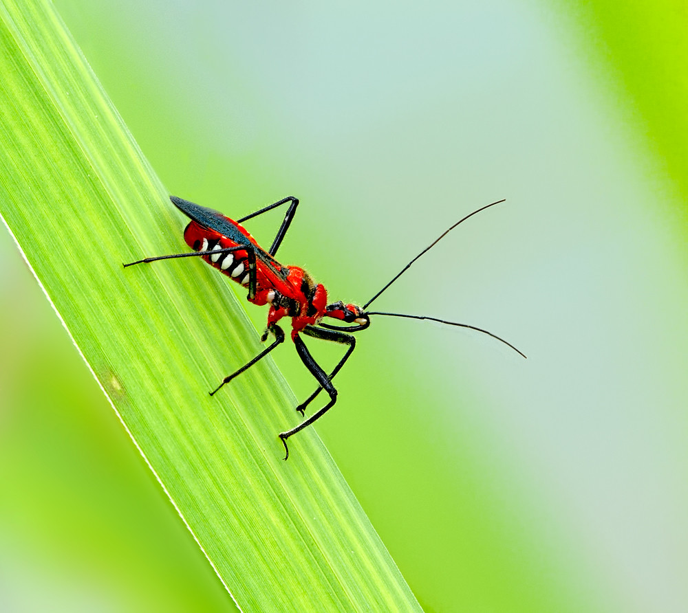 Micro-Habitats Opened New Evolutionary Paths (image credits: flickr)