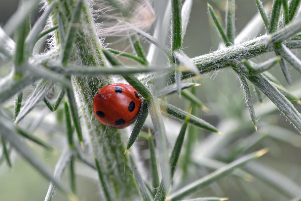 Camouflage and Mimicry Reached New Heights (image credits: flickr)