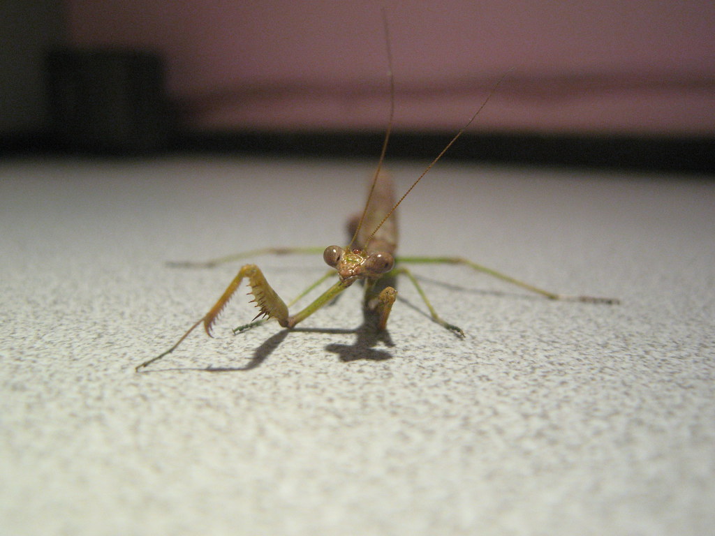 The Evolutionary Lesson of Purposeful Shrinking (image credits: flickr)