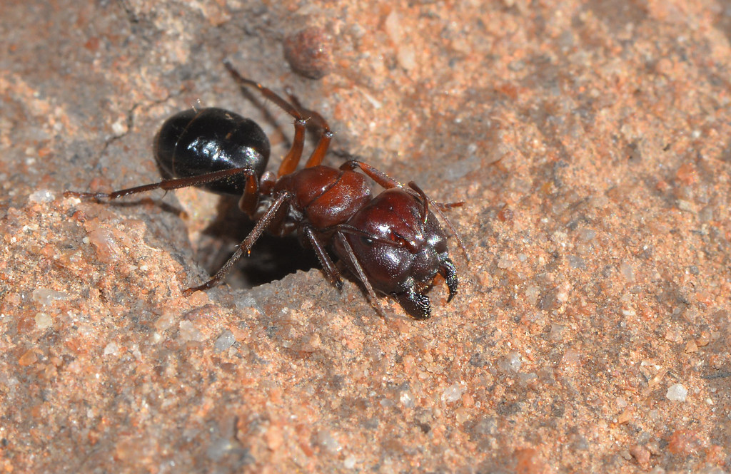 The Big Head Brigade: Understanding Pheidole's Distinctive Soldier Caste (image credits: flickr)