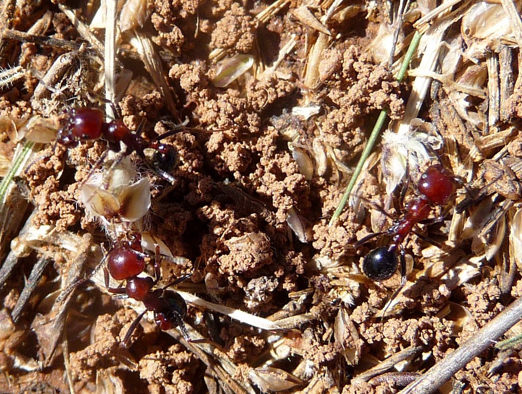 The Seed-Harvesting Revolution That Changed Everything (image credits: flickr)