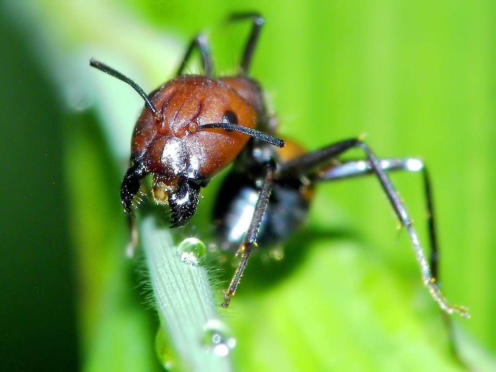 Invasive Success Stories: When Pheidole Goes Global (image credits: flickr)