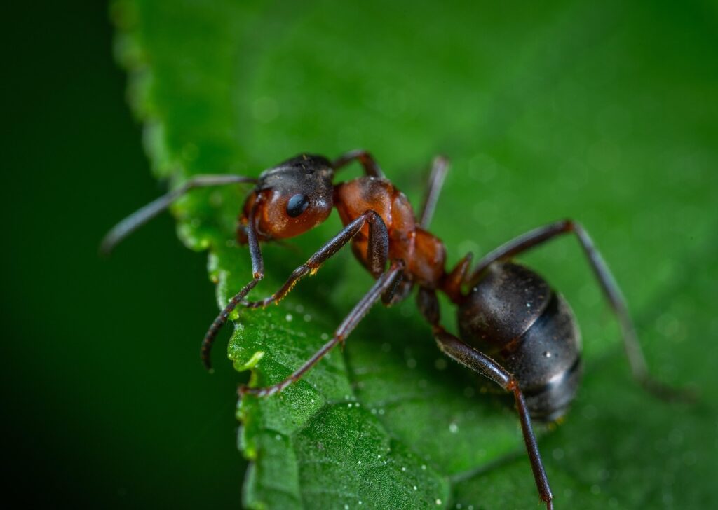 One Genus, 1,000 Species: Why Pheidole Is the Most Diverse Ant Family Tree