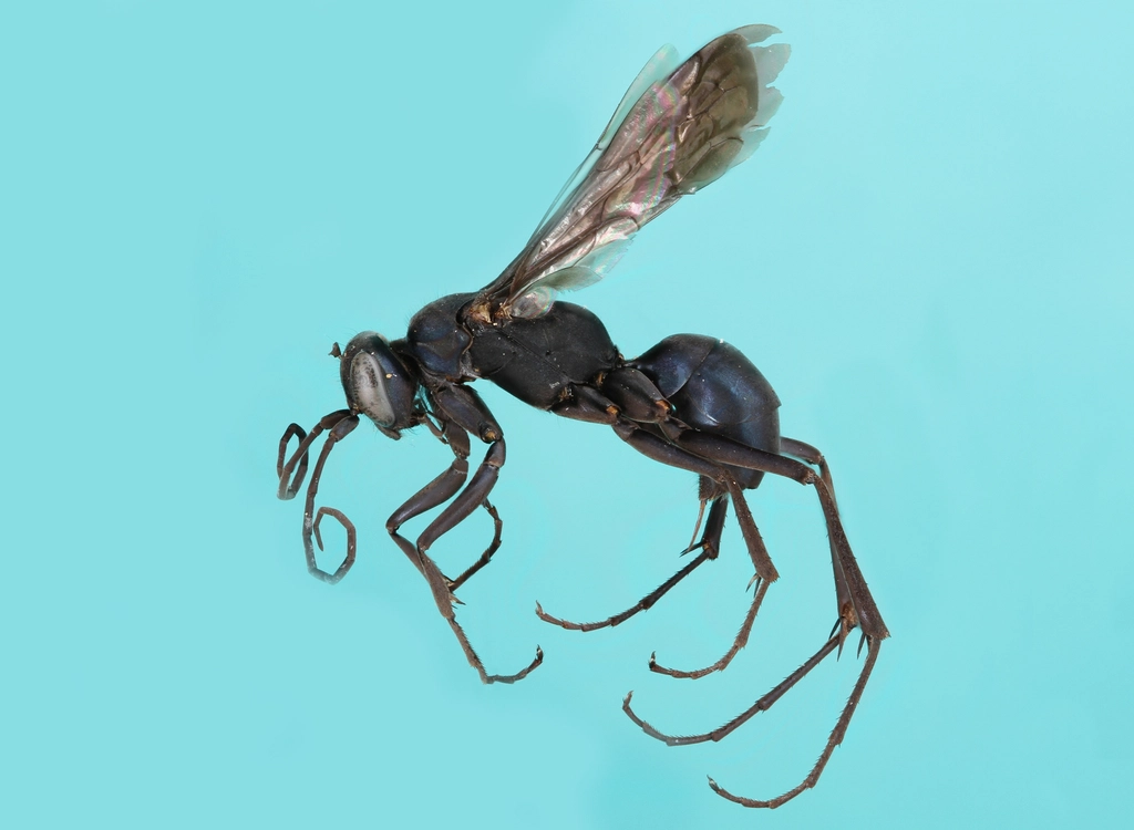 The Tiny Wasps That Keep Your Kitchen Pest-Free