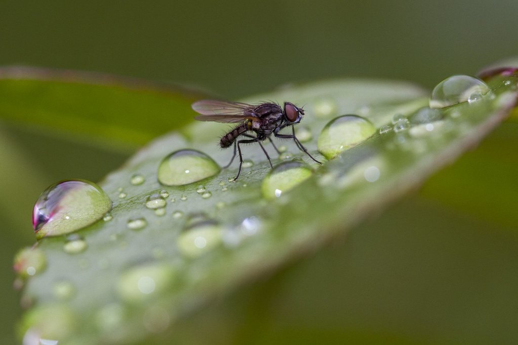 The Science Behind Rain-Triggered Insect Emergence (image credits: flickr)