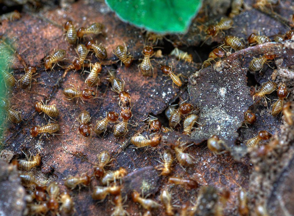 Termite Swarmers: Nature's Wedding Flight (image credits: flickr)