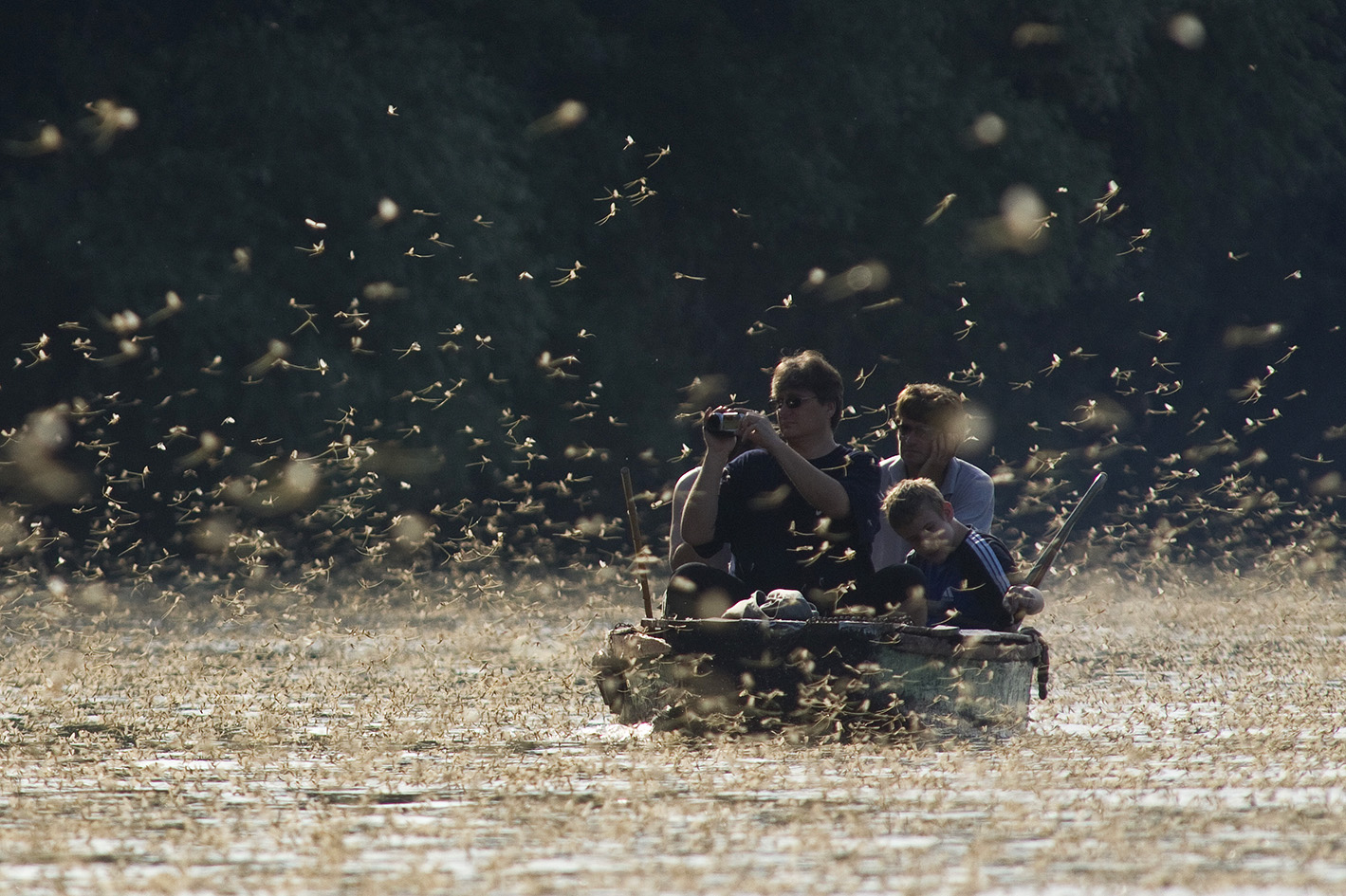 Mayflies: Masters of Perfect Timing (image credits: wikimedia)
