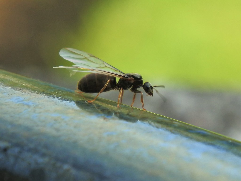 Flying Ants: The Underground Army Awakens (image credits: flickr)