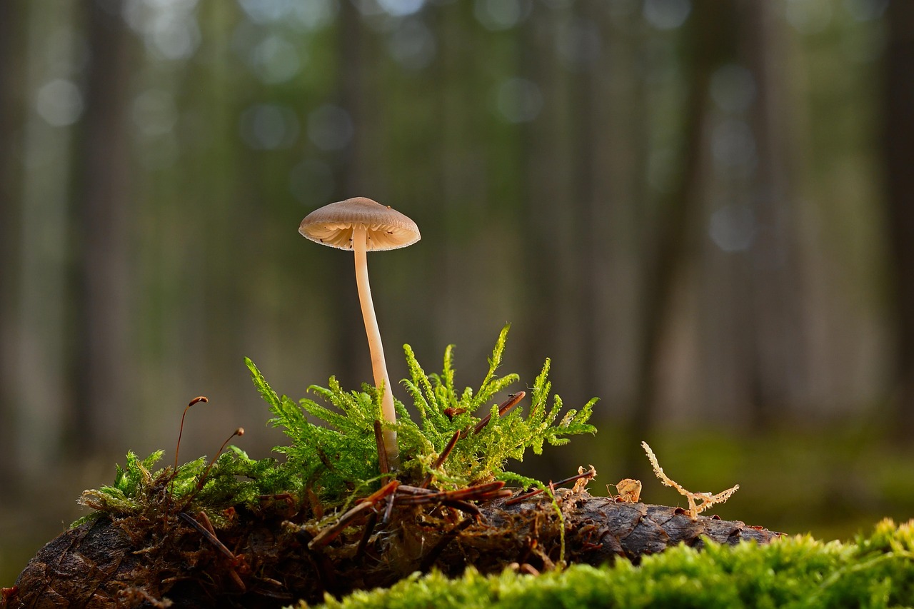 Fungus Gnats: Dancing in the Dampness (image credits: pixabay)