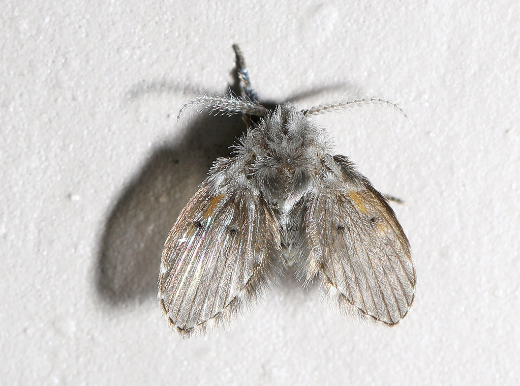 Drain Flies: The Bathroom's Mysterious Visitors (image credits: flickr)