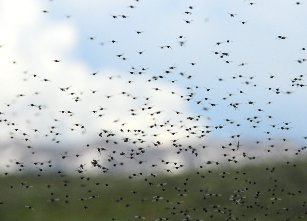 Midges: The Swarming Clouds (image credits: flickr)